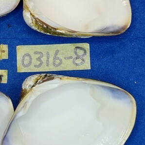 蛤 YMS−24-0316-8 85mm×4個  江戸前 ハマグリ 貝殻 標本 材料の画像10