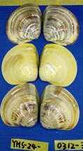 蛤 YMS−24-0312-3　50mm×12個　　江戸前　ハマグリ　貝殻　標本　材料_画像3
