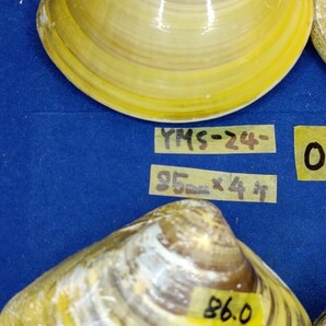 蛤 YMS−24-0316-8 85mm×4個  江戸前 ハマグリ 貝殻 標本 材料の画像2