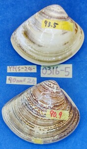 蛤 YMS−24-0316-5　90mm×2個　　江戸前　ハマグリ　貝殻　標本　材料