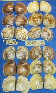 蛤 YMS−24-0317-6　50mm×12個　　江戸前　ハマグリ　貝殻　標本　材料