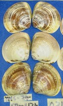 蛤 YMS−24-0317-3　50mm×12個　　江戸前　ハマグリ　貝殻　標本　材料_画像3