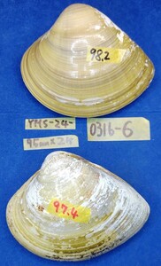 蛤 YMS−24-0316-6　95mm×2個　　江戸前　ハマグリ　貝殻　標本　材料