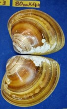 蛤 YMS−24-0310-3　80mm×4個　　江戸前　ハマグリ　貝殻　標本　材料_画像5