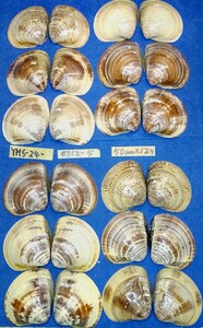 蛤 YMS−24-0312-5　50mm×12個　　江戸前　ハマグリ　貝殻　標本　材料