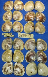 蛤 YMS−24-0317-7　50mm×12個　　江戸前　ハマグリ　貝殻　標本　材料