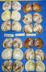 蛤 YMS−24-0312-3　50mm×12個　　江戸前　ハマグリ　貝殻　標本　材料