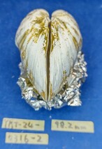 蛤 YMS−24-0316-2　98.2mm×1個　都内採取最大級 変形 珍品　江戸前　ハマグリ　貝殻　標本　材料_画像4