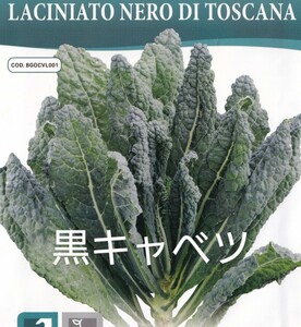 カーボロネロの種子 30粒 黒キャベツ LACINIATO NERO DI TOSCANA 固定種 非結球キャベツ【2025.12】ケールの仲間でビタミンミネラルが豊富