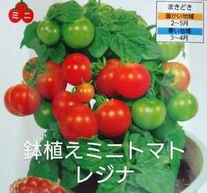 鉢植えミニトマト・レジナの種子 6粒 お手軽ミニトマト 支柱が要らない！