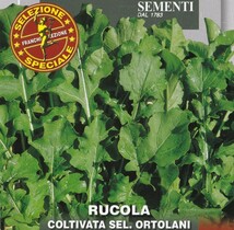 ルッコラの種子 100粒 COLTIVATA SEL. ORTOLANI 早生種 通常のルッコラよりも香り高くレストランクオリティ 固定種 ロケット_画像1