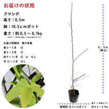 クマシデ 0.5m 10.5cmポット 苗_画像2