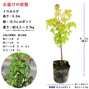 トウカエデ 0.3m 10.5cmポット 苗の画像2