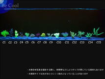 C９ミドリイシｓｐ（７ｃｍ前後）_画像6