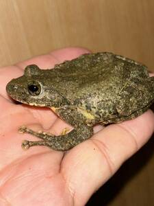 カジカガエル ペア　静岡県