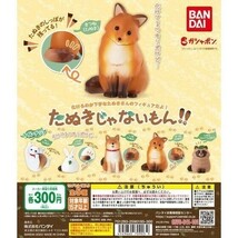 たぬきじゃないもん！！ 「ねこ（たぬき）」 ／ バンダイ ◇ 動物フィギュア ガチャ ガチャポン カプセルトイ_画像2