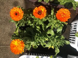  calendula 6 pot 