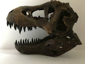 1/9スケール　ティラノサウルス（スタン）の頭骨のレプリカ　T.REX 化石　標本
