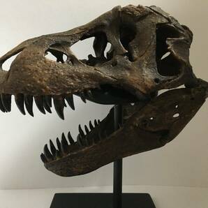 1/9スケール ティラノサウルス（スタン）の頭骨のレプリカ T.REX 化石 標本の画像3