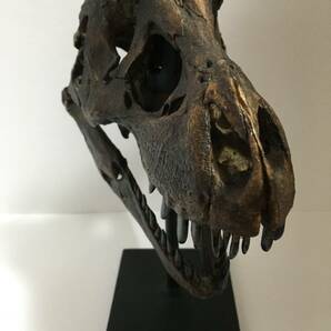 1/9スケール ティラノサウルス（スタン）の頭骨のレプリカ T.REX 化石 標本の画像4