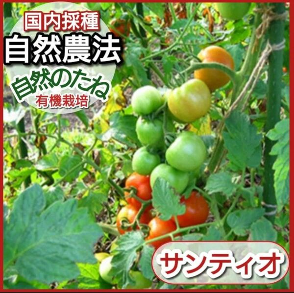 トマト　無農薬の種　サンティオ　たね　トマトの種　家庭菜園　プランター　国内採種　自然農法　自然のたね　野菜の種　種　10粒
