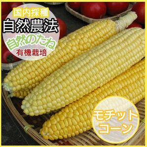 とうもろこし　無農薬の種　モチットコーンたね　とうもろこしの種　家庭菜園　国内採種　自然農法　自然のたね　野菜の種　種　30粒