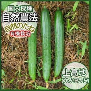 きゅうり　上高地　無農薬の種　たね　きゅうりの種　家庭菜園　プランター　国内採種　自然農法　自然のたね　野菜の種　種　10粒　