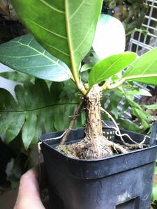 フィカスFicus sp. Taita 挿木