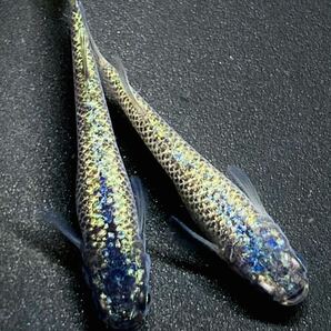 現物出品 極上若魚ネプチューンダルマメダカ ♂3♀2写真5.6は親魚ネプチューン黄金TYPEの画像5