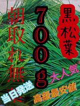 即購入可　即日発送　岡山県　黒松　枝付き松葉　生葉　松の葉農薬栽培期間中不使用_画像1