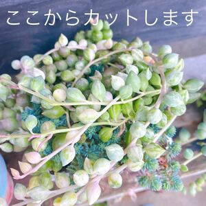 エンジェルティアーズ　ピーチネックレス錦　3号　カット苗 多肉植物 多肉の寄せ植えにもどうぞ　斑入り