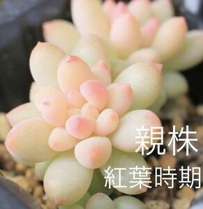 ピンクベリー　一個　3号 カット苗 多肉植物 寄せ植えにも♪