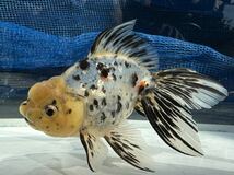 ☆らんちゅうわーくす☆ 鈴木東錦　3歳魚　メスタイプ　15㎝程_画像5