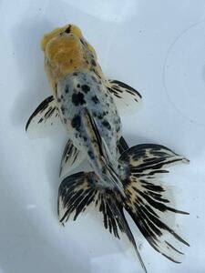 ☆らんちゅうわーくす☆ 鈴木東錦　3歳魚　メスタイプ　15㎝程