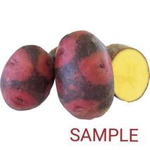 【送料無料】デストロイヤー(グラウンドペチカ)種芋　約1.2kg　じゃがいも　馬鈴薯　72_画像2