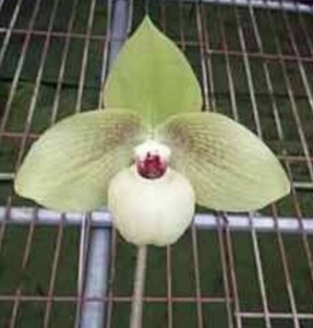 ☆☆洋蘭☆☆ Paph. Shun Fa Golden 'Puli'