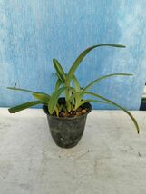 ☆☆☆洋蘭☆☆☆ Paph. insigne var. sanderae 委託品_画像1