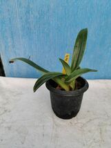 ☆☆洋蘭☆☆ Paph. ラベル落ち②　委託品_画像1