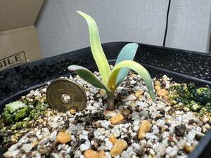 【1科1属1種】訳アリ価格 植物栽培経験者向き 2024.1.5播種 奇想天外 ウェルウィッチア ミラビリス Welwitschia mirabilis