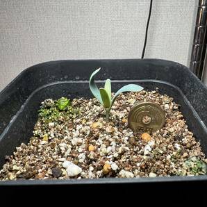 【1科1属1種】2024.2.10 播種 奇想天外 ウェルウィッチア ミラビリス Welwitschia mirabilis 検）塊根 多肉 サボテン 珍奇 希少の画像2