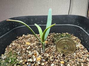【1科1属1種】2024.2.5 播種 奇想天外 ウェルウィッチア ミラビリス Welwitschia mirabilis 検）塊根 多肉 サボテン 珍奇 希少