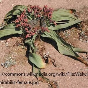 【1科1属1種】2024.2.10 播種 奇想天外 ウェルウィッチア ミラビリス Welwitschia mirabilis 検）塊根 多肉 サボテン 珍奇 希少の画像3