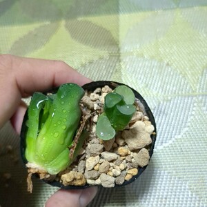 ハオルチア オーロラ 多肉植物