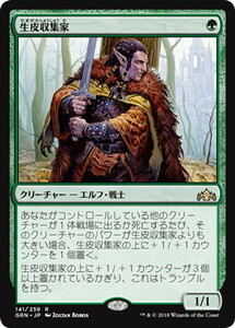 MTG　生皮収集家　在庫日2枚まで　ラヴニカのギルド　GRN　★他多数出品中