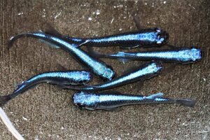 【八代海洋】濃藍（極上カブキブルー） 雄３尾、雌３尾 《現物画像！》Ｃ