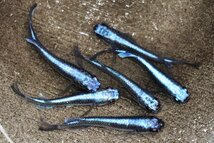 【八代海洋】濃藍（極上カブキブルー） 雄３尾、雌３尾 《現物画像！》Ａ_画像1
