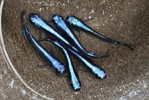 【八代海洋】濃藍（極上カブキブルー） 雄３尾、雌３尾 《現物画像！》Ｂ_画像1