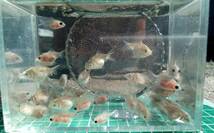 ピンポンパール　稚魚　約1.5cm～2cm前後　20匹　_画像6