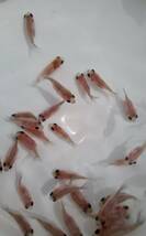 ちょうちん江戸錦　(フナ尾)　稚魚　約2cm～2.5cm前後　10匹　【パンダ目・黒目】　_画像3