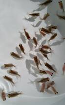 ピンポンパール　稚魚　約1.5cm～2cm前後　20匹　_画像8